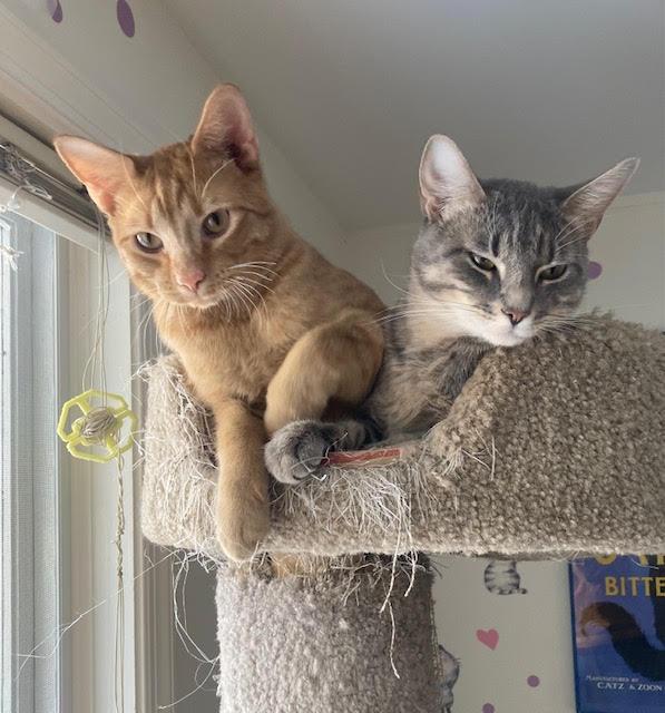 Enlarge Biscuit (M) and Muffin (F), a ADOPTABLE Domestic Short Hair in Fairfax, VA image 1/6