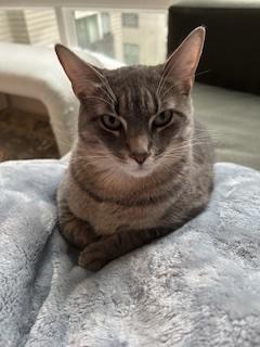 Enlarge Biscuit (M) and Muffin (F), a ADOPTABLE Domestic Short Hair in Fairfax, VA image 5/6