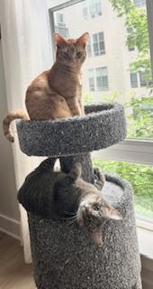 Enlarge Biscuit (M) and Muffin (F), a ADOPTABLE Domestic Short Hair in Fairfax, VA image 6/6