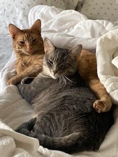 Enlarge Biscuit (M) and Muffin (F), a ADOPTABLE Domestic Short Hair in Fairfax, VA image 2/6
