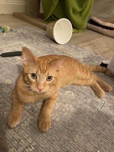 Biscuit and Muffin , a ADOPTABLE Domestic Short Hair in Fairfax, VA image 3/6