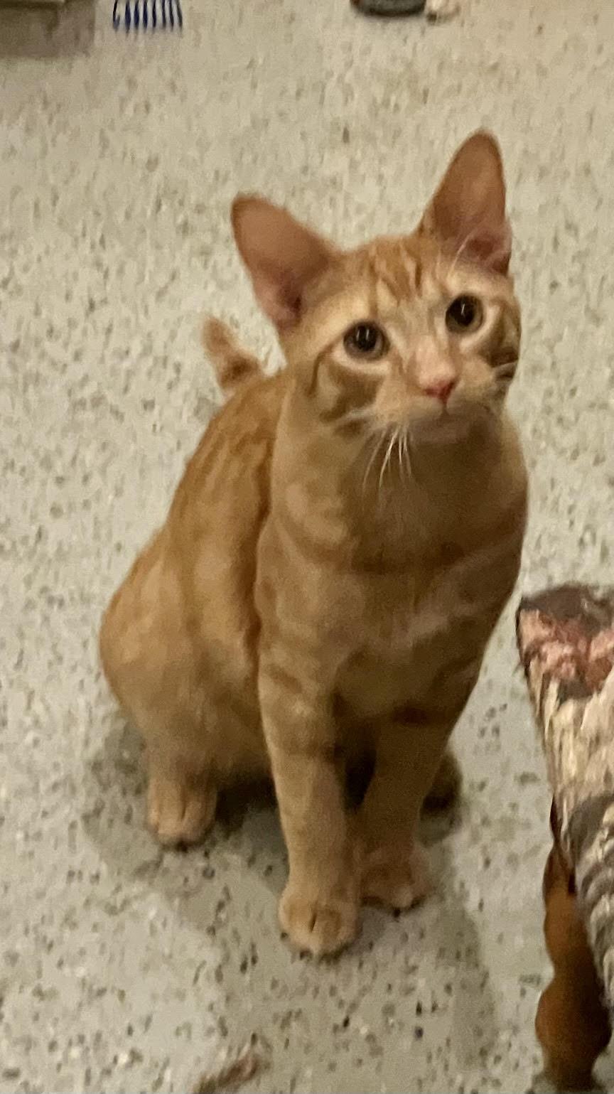 Biscuit and Muffin , a ADOPTABLE Domestic Short Hair in Fairfax, VA image 4/6