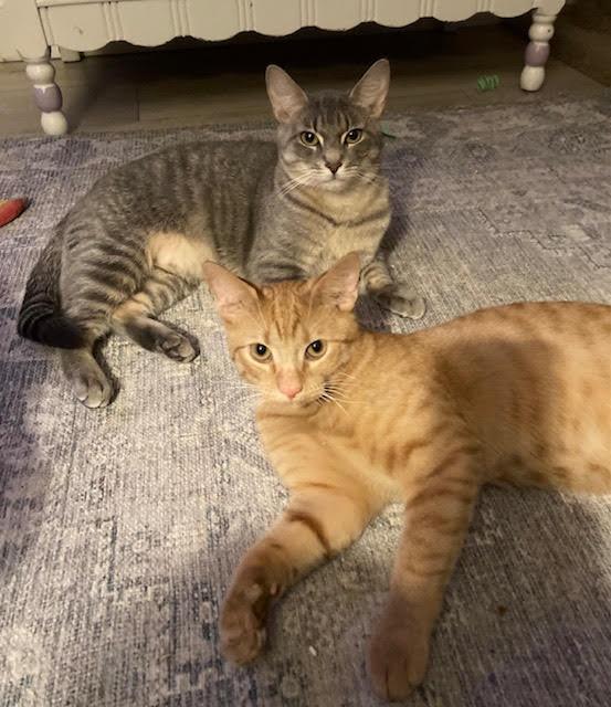 Biscuit and Muffin , ADOPTABLE, Young Male Domestic Short Hair.