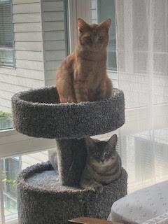 Enlarge Biscuit (M) and Muffin (F), a ADOPTABLE Domestic Short Hair in Fairfax, VA image 2/6