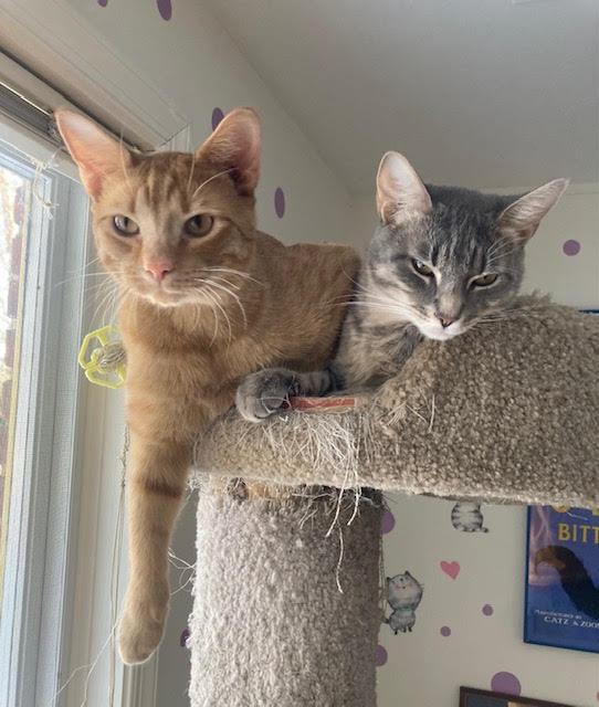 Enlarge Biscuit (M) and Muffin (F), a ADOPTABLE Domestic Short Hair in Fairfax, VA image 6/6