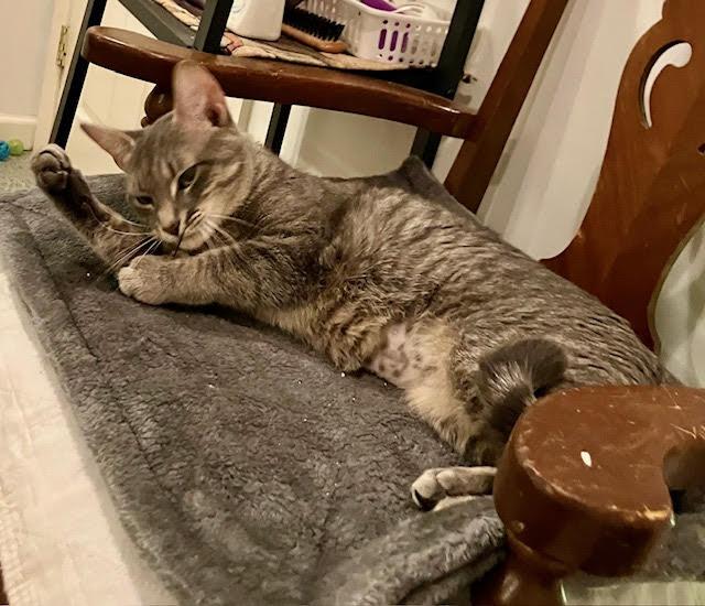 Biscuit and Muffin , a ADOPTABLE Domestic Short Hair in Fairfax, VA image 5/6