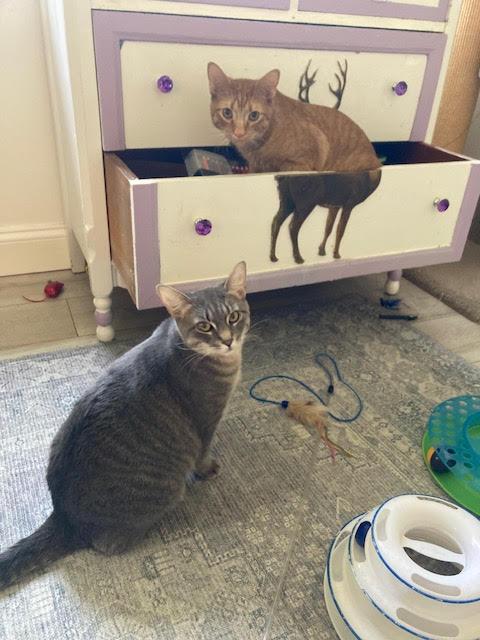 Enlarge Biscuit (M) and Muffin (F), a ADOPTABLE Domestic Short Hair in Fairfax, VA image 5/6