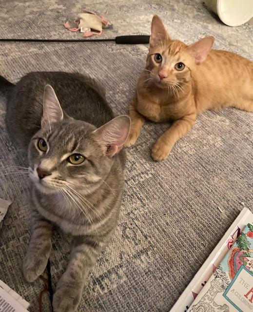 Biscuit and Muffin , a ADOPTABLE Domestic Short Hair in Fairfax, VA image 6/6