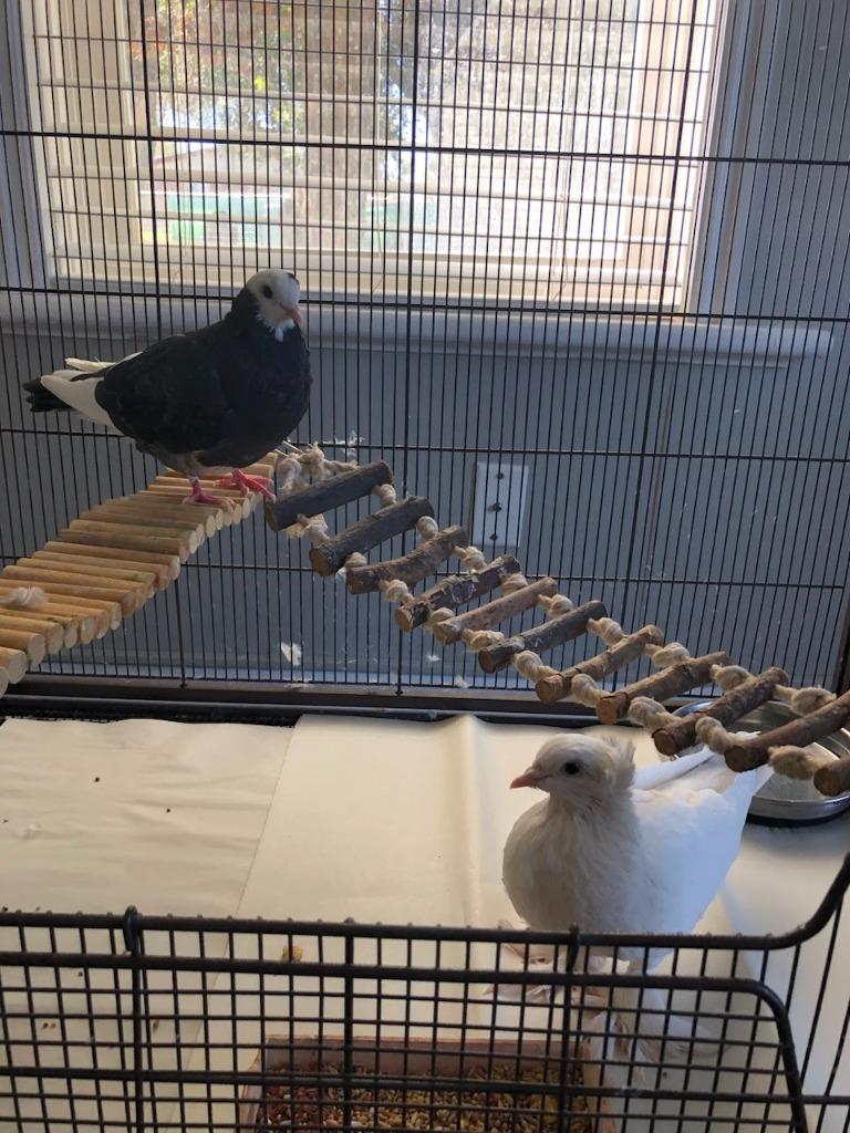 London / Paris, Adoptable, Young Male Pigeon.