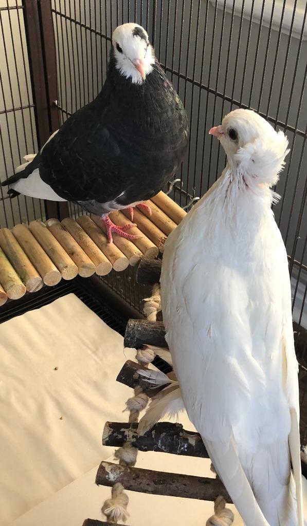 Enlarge London / Paris, a Adoptable Pigeon in Eagle Mountain, UT image 2/3