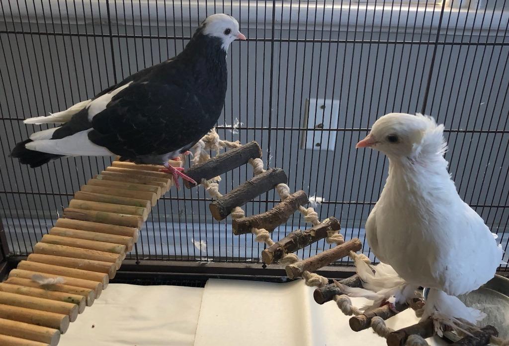 Enlarge London / Paris, a Adoptable Pigeon in Eagle Mountain, UT image 3/3