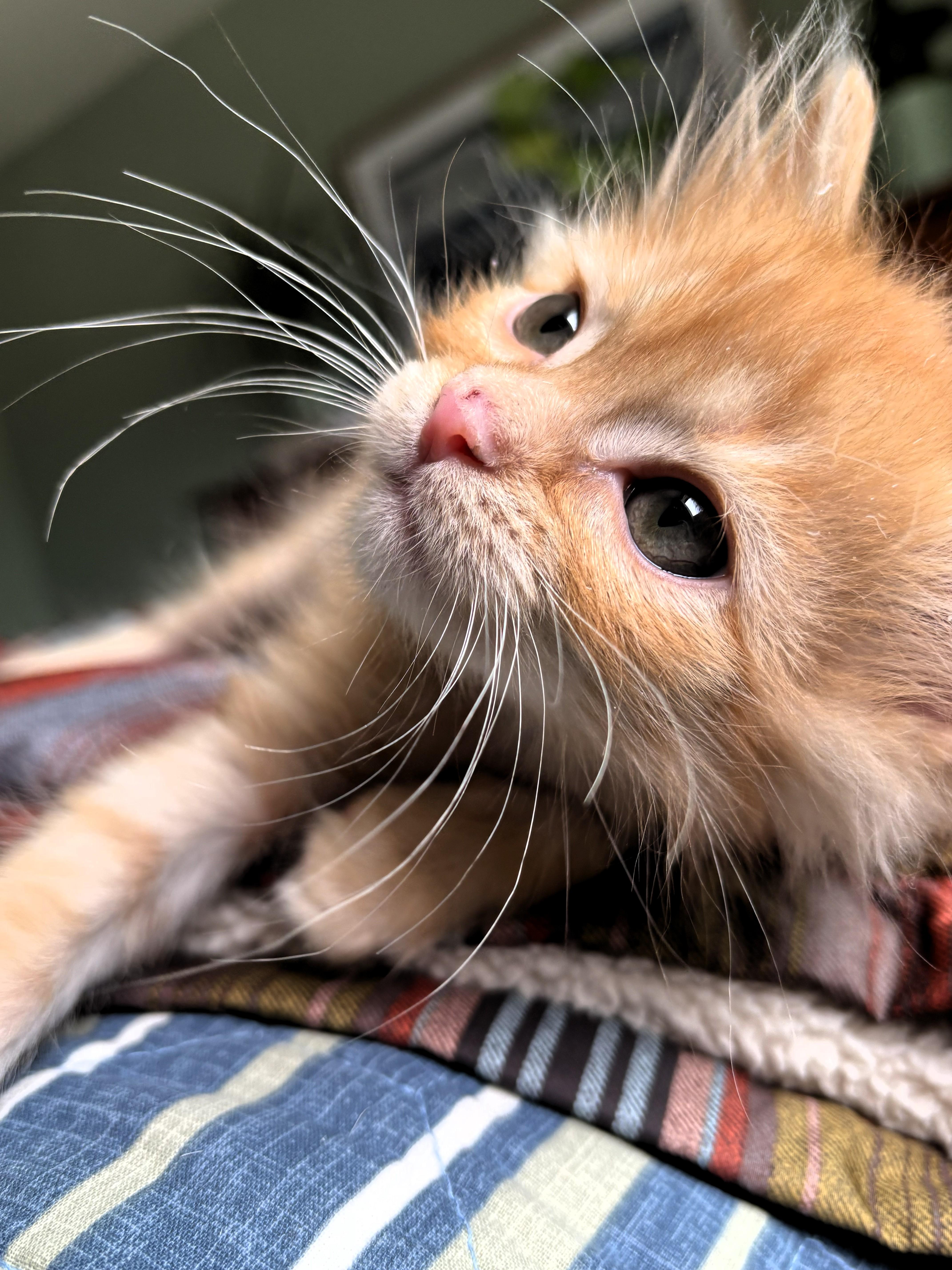 Dan, a ADOPTABLE Domestic Short Hair in Salt Lake City, UT image 2/4