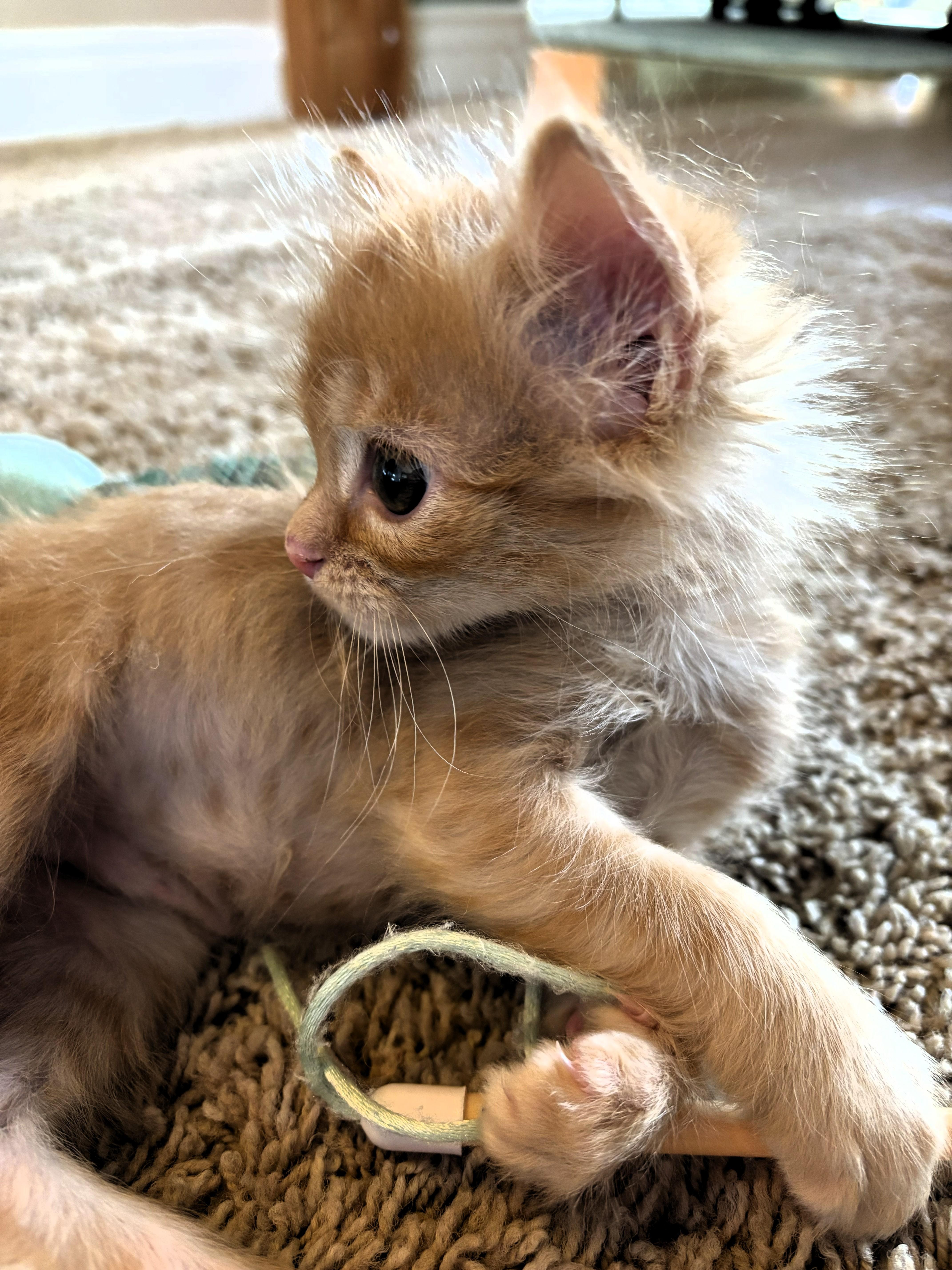 Dan, a ADOPTABLE Domestic Short Hair in Salt Lake City, UT image 3/4