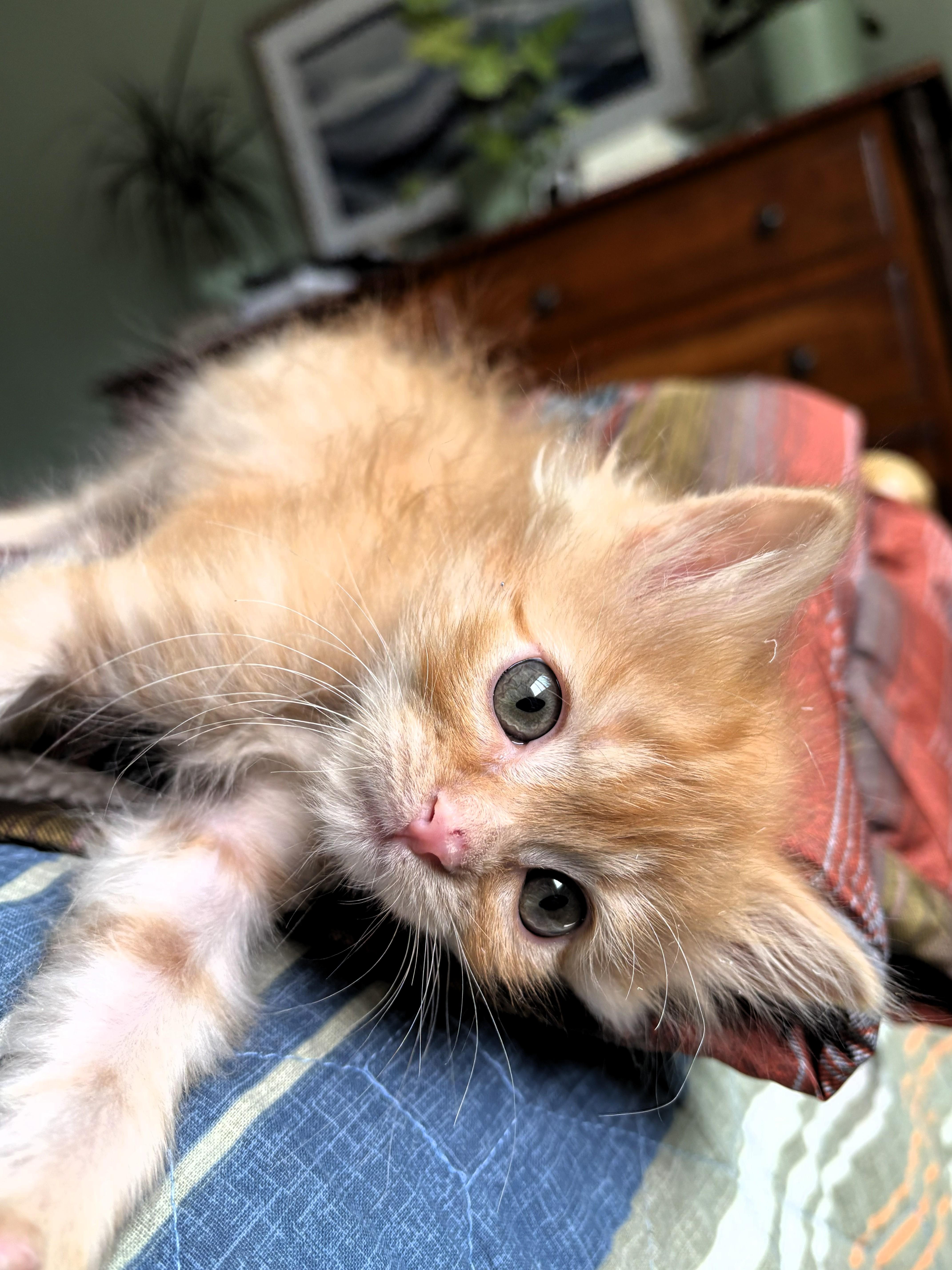 Dan, a ADOPTABLE Domestic Short Hair in Salt Lake City, UT image 4/4