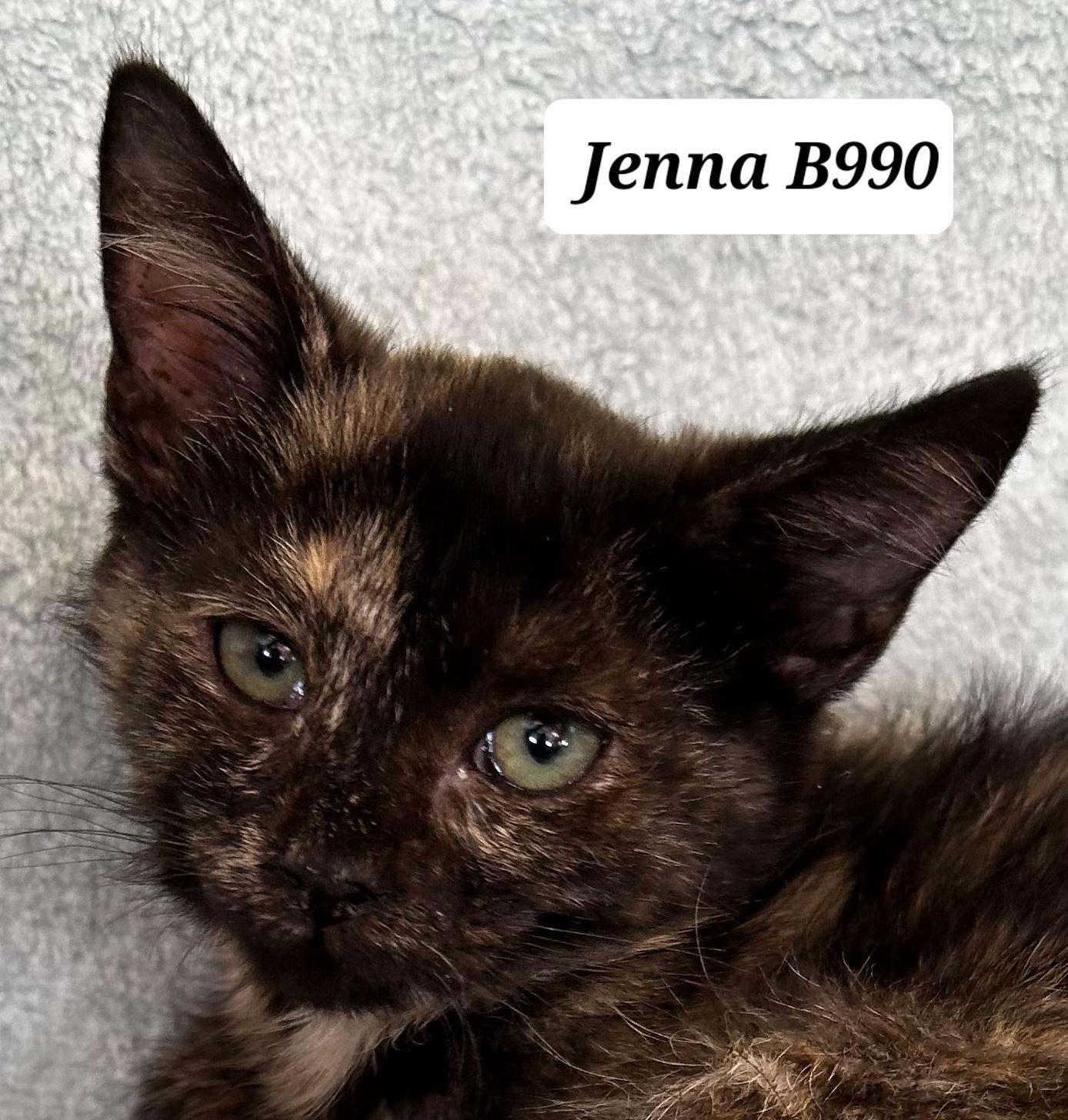Jenna, ADOPTABLE, Kitten Female Domestic Short Hair.