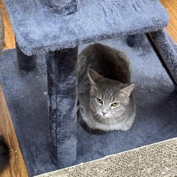 Enlarge Johnny, a Adoptable Domestic Short Hair in Medina, OH image 1/1