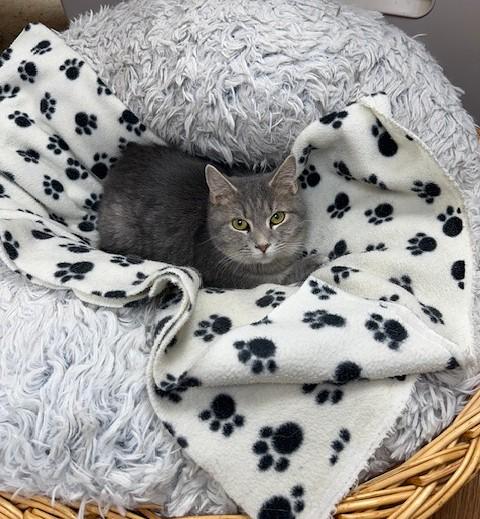 Enlarge Johnny, a Adoptable Domestic Short Hair in Medina, OH image 1/2