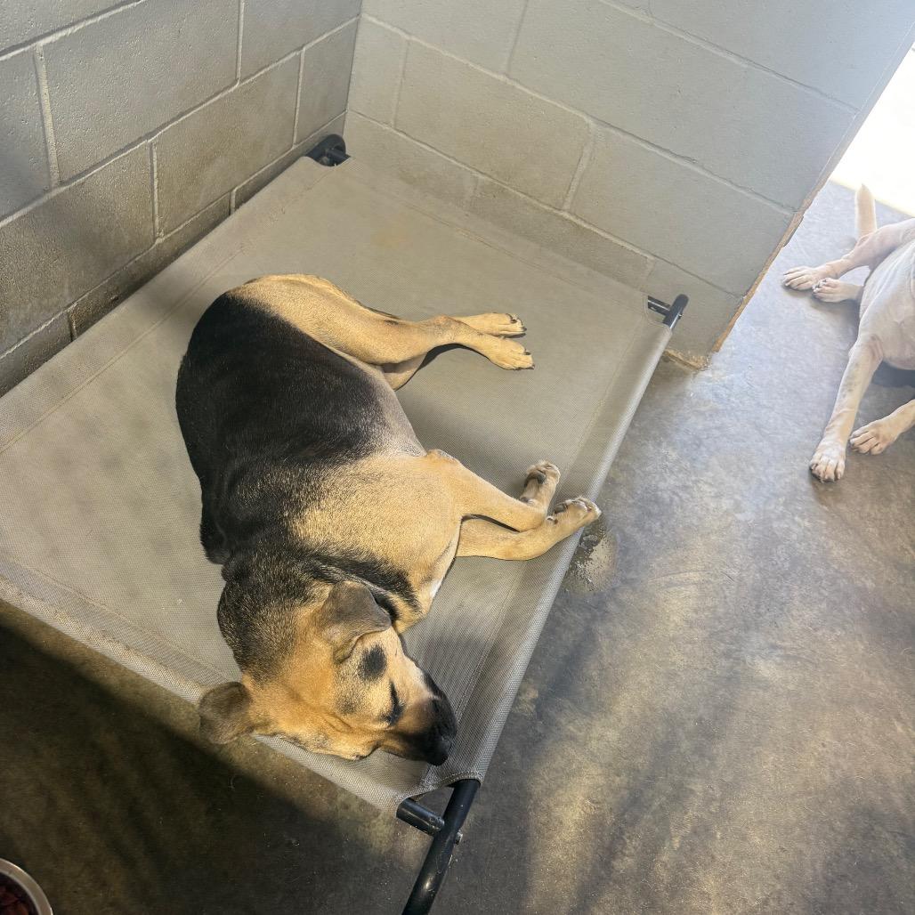Enlarge Bonnie 051301A, a Adoptable mixed breed in Amory, MS image 1/1