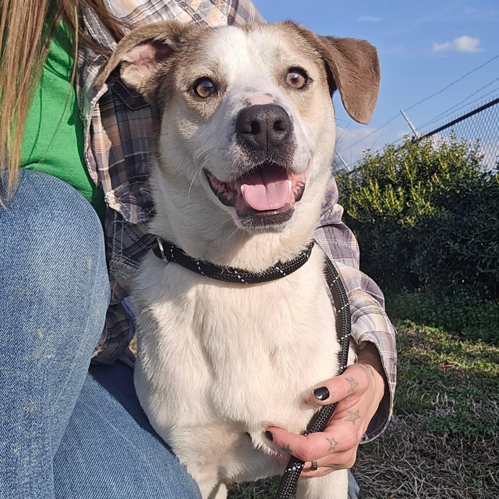Danny - 021715U, Adoptable, Adult Male Cattle Dog.