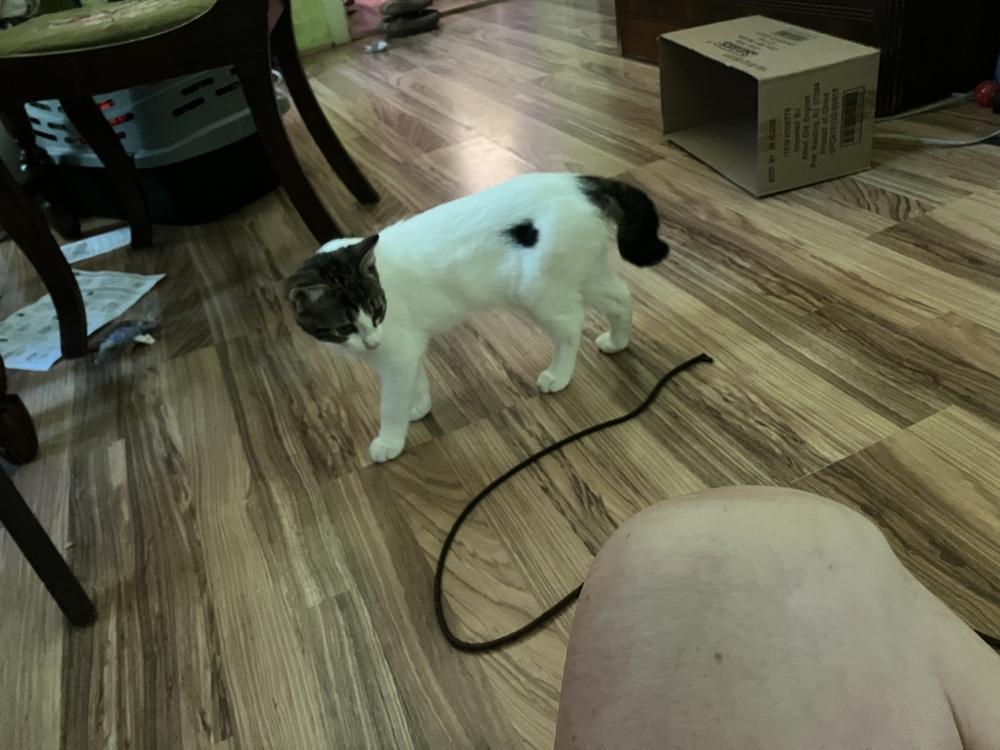 Ember, Adoptable, Kitten Female Domestic Short Hair.