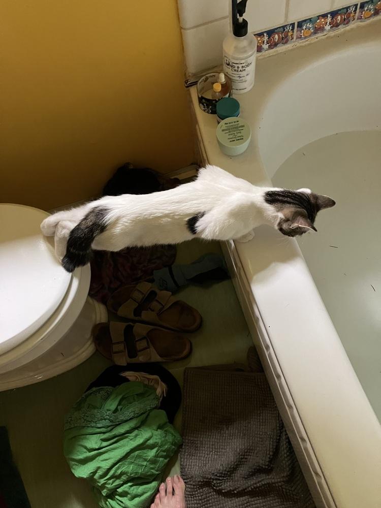 Ember, a Adoptable mixed breed in Bellingham, WA image 2/4