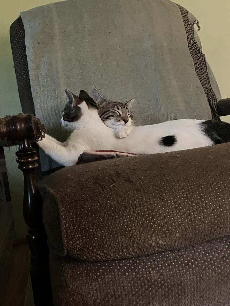 Ember, a Adoptable mixed breed in Bellingham, WA image 3/4