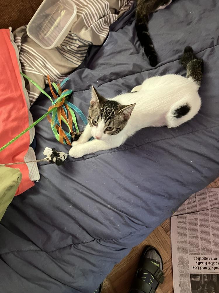 Ember, a Adoptable mixed breed in Bellingham, WA image 4/4