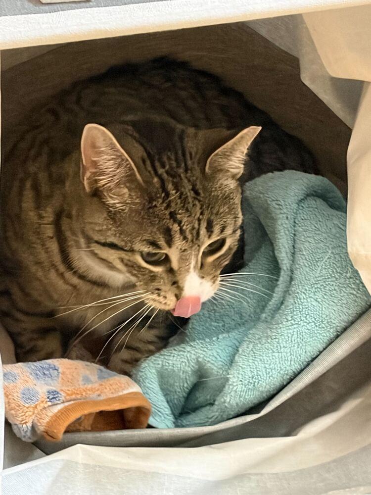 Hampton, Adoptable, Adult Female Domestic Short Hair.