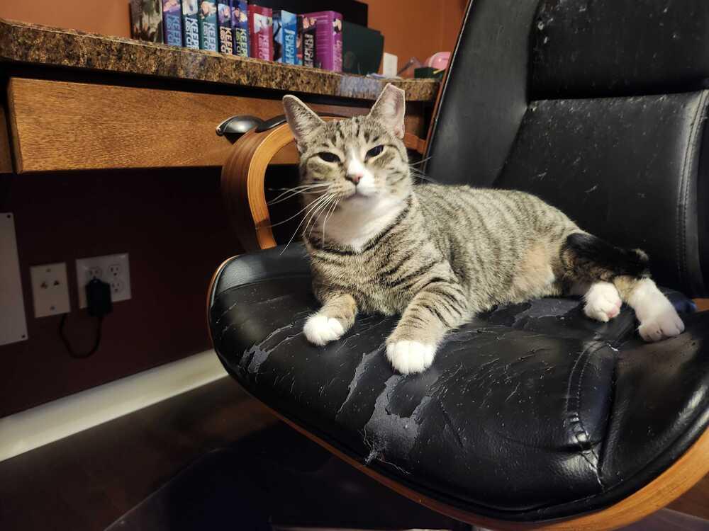 Hampton, a Adoptable Domestic Short Hair in North Brunswick, NJ image 2/3