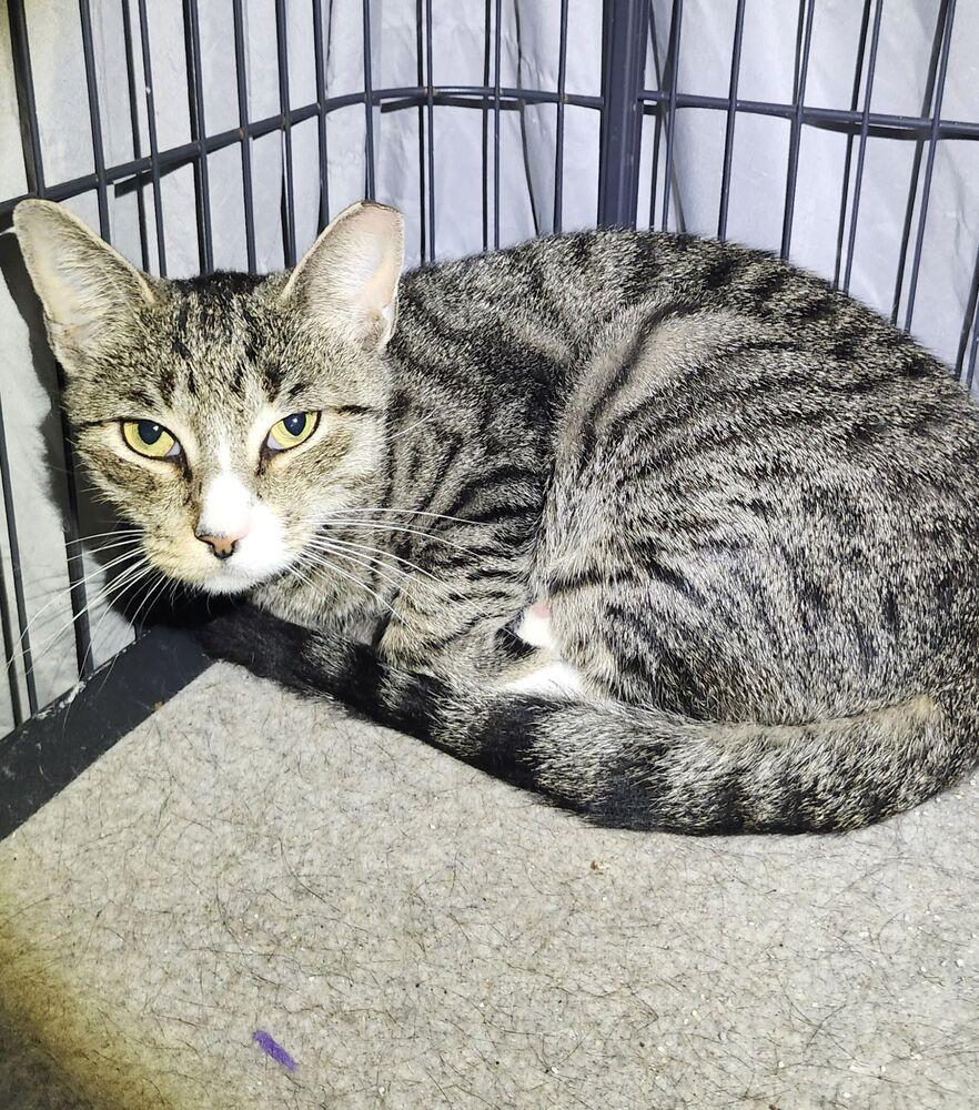 Enlarge Hampton, a Adoptable Domestic Short Hair in North Brunswick, NJ image 1/1