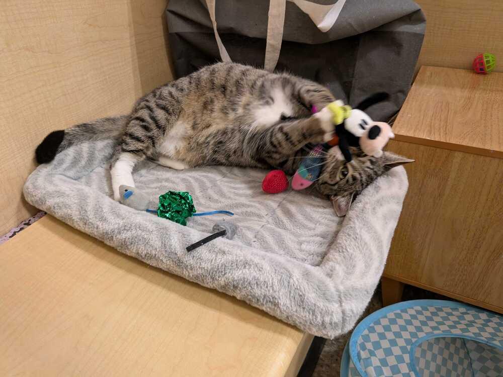 Hampton, a Adoptable Domestic Short Hair in North Brunswick, NJ image 3/3