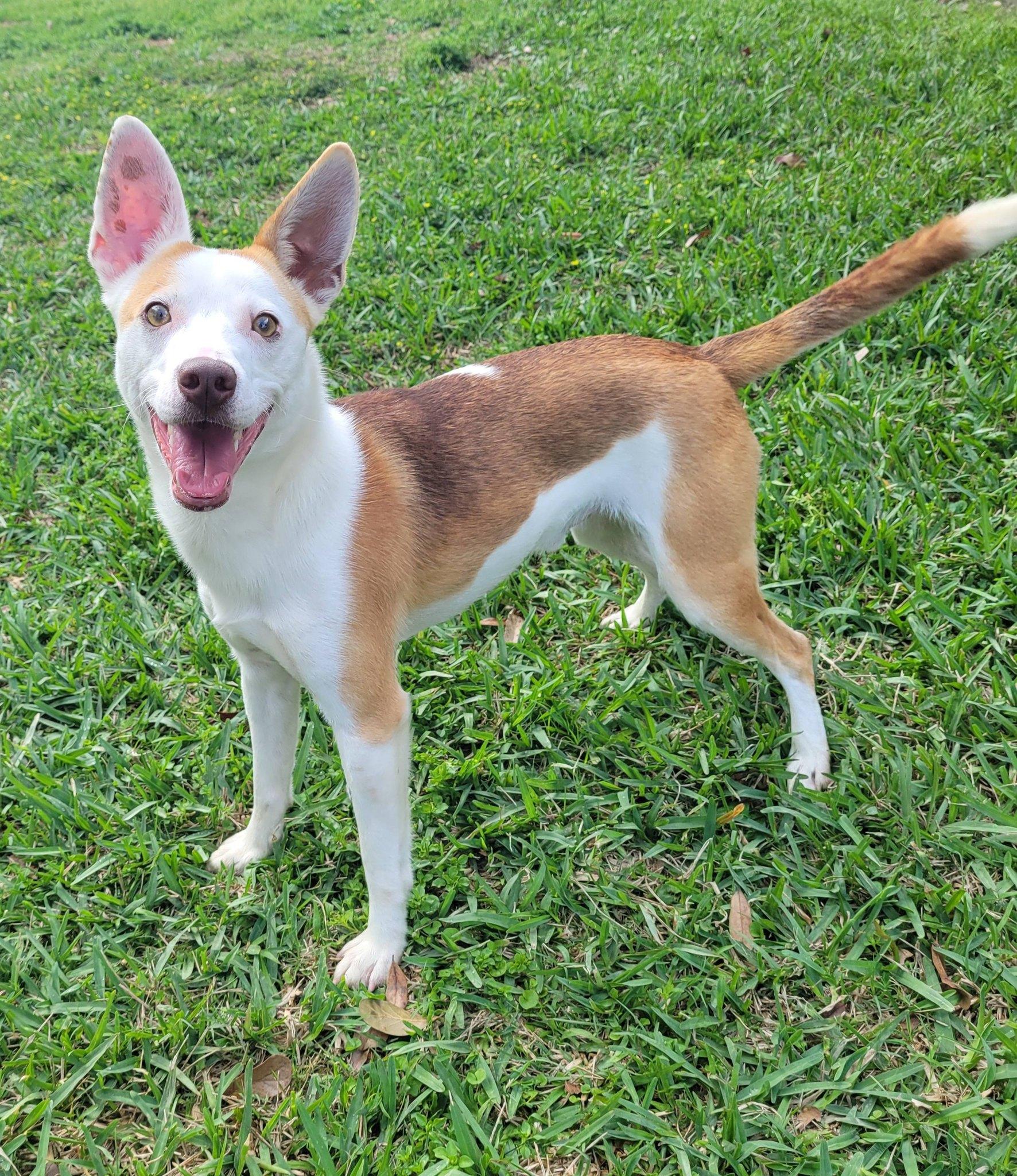 Enlarge MOJO, a ADOPTABLE mixed breed in LaPlace, LA image 2/4