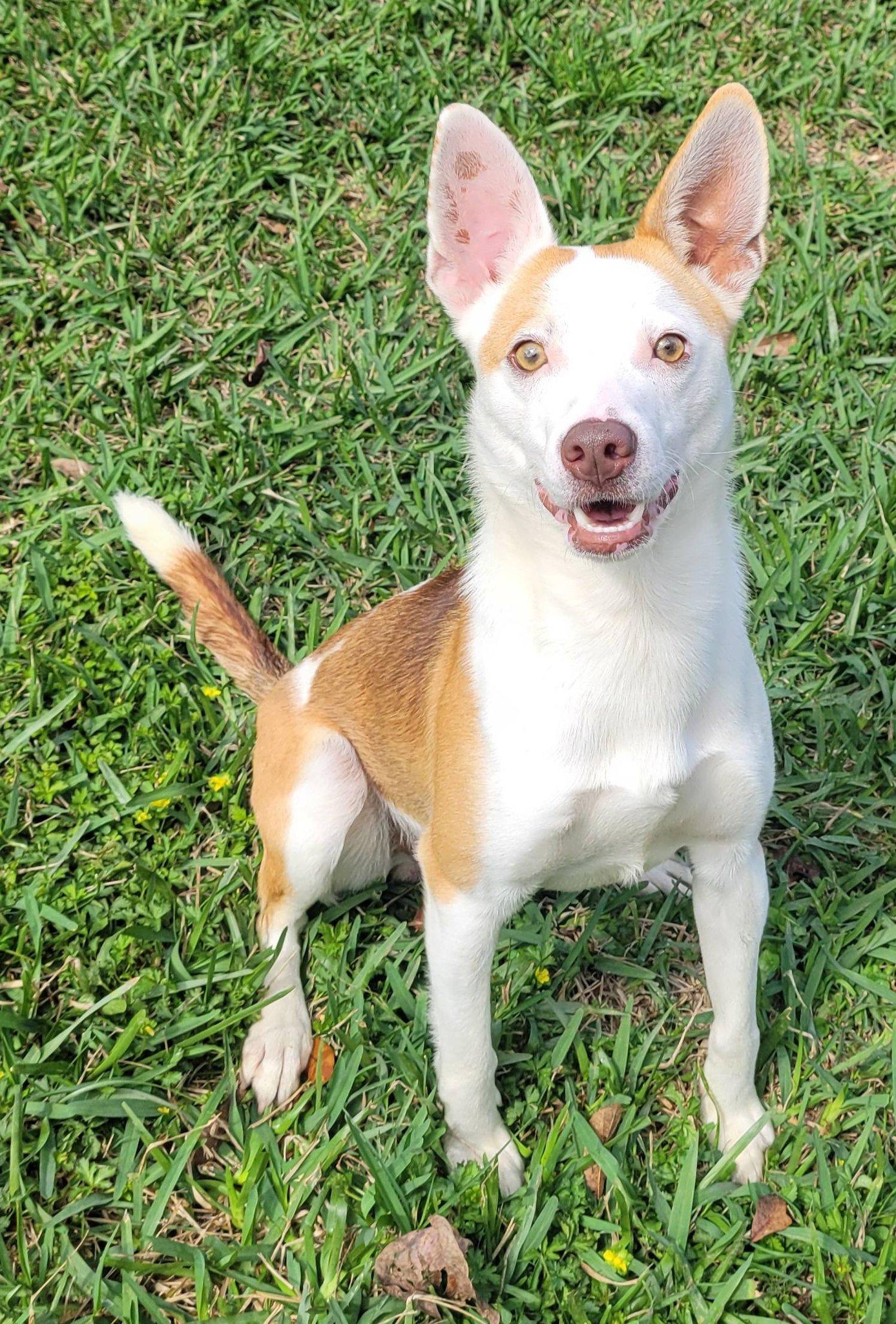 Enlarge MOJO, a ADOPTABLE mixed breed in LaPlace, LA image 3/4
