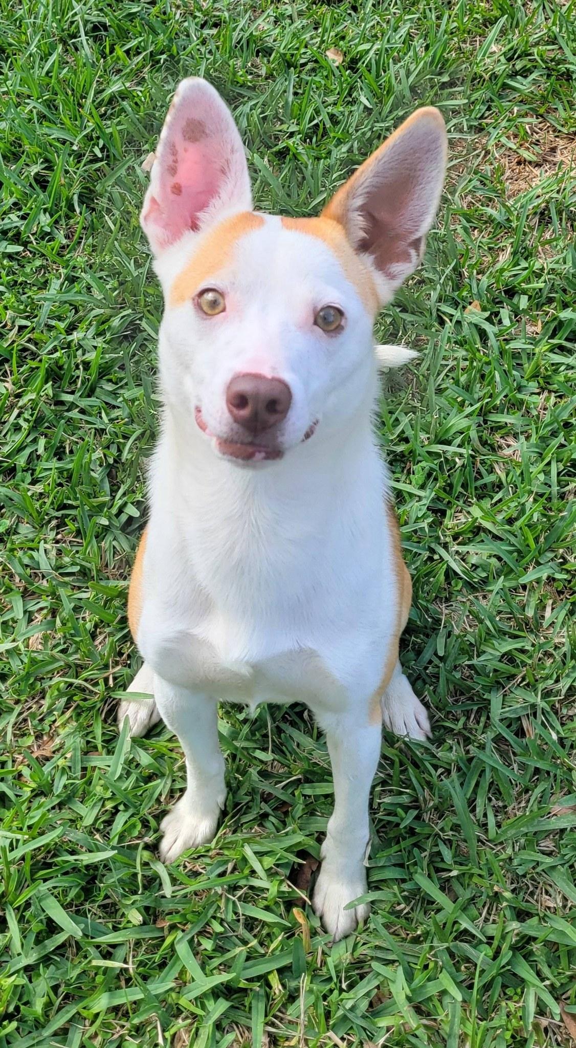 MOJO, ADOPTABLE, Adult Male Rat Terrier & Basenji.