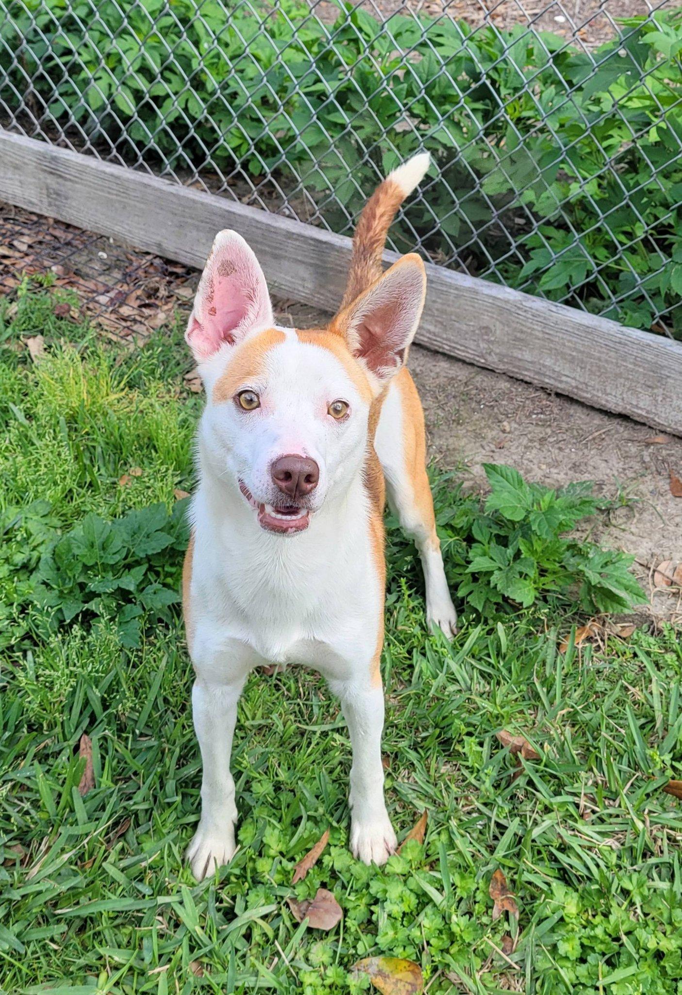 Enlarge MOJO, a ADOPTABLE mixed breed in LaPlace, LA image 4/4