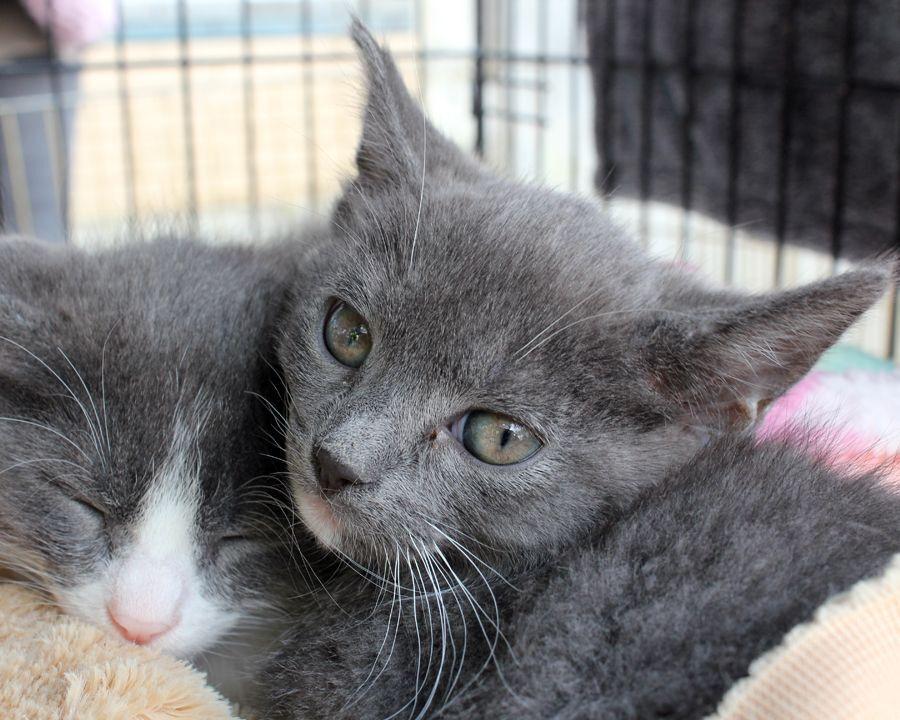 Newton, a Adoptable Domestic Short Hair in Redlands, CA image 1/3