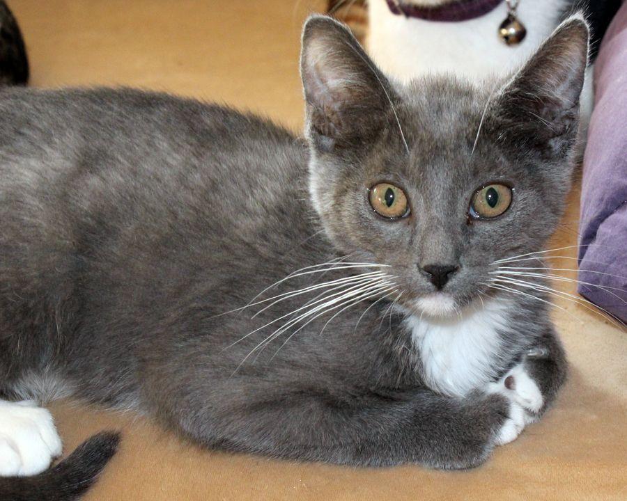 Newton, Adoptable, Young Male Domestic Short Hair.