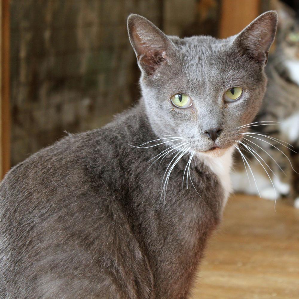 Enlarge Newton, a Adoptable Domestic Short Hair in Redlands, CA image 2/4