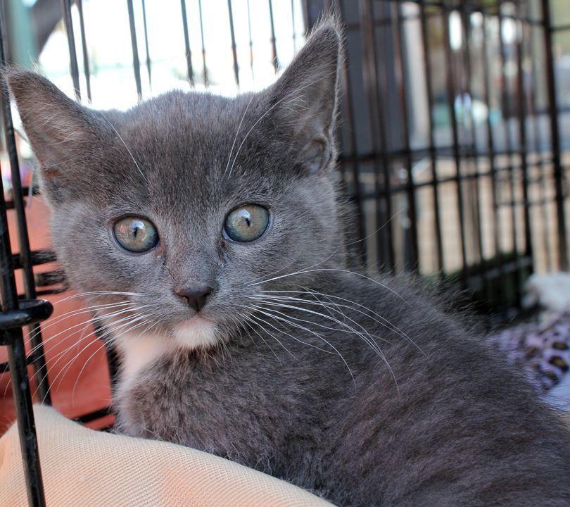 Newton, a Adoptable Domestic Short Hair in Redlands, CA image 3/3