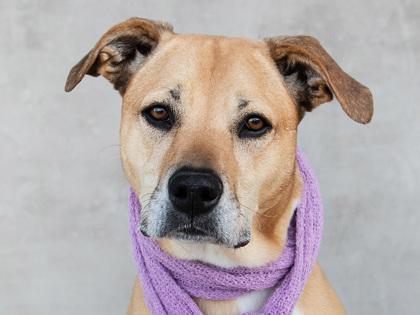 Layla, Adoptable, Adult Female Mixed Breed & Mixed Breed.