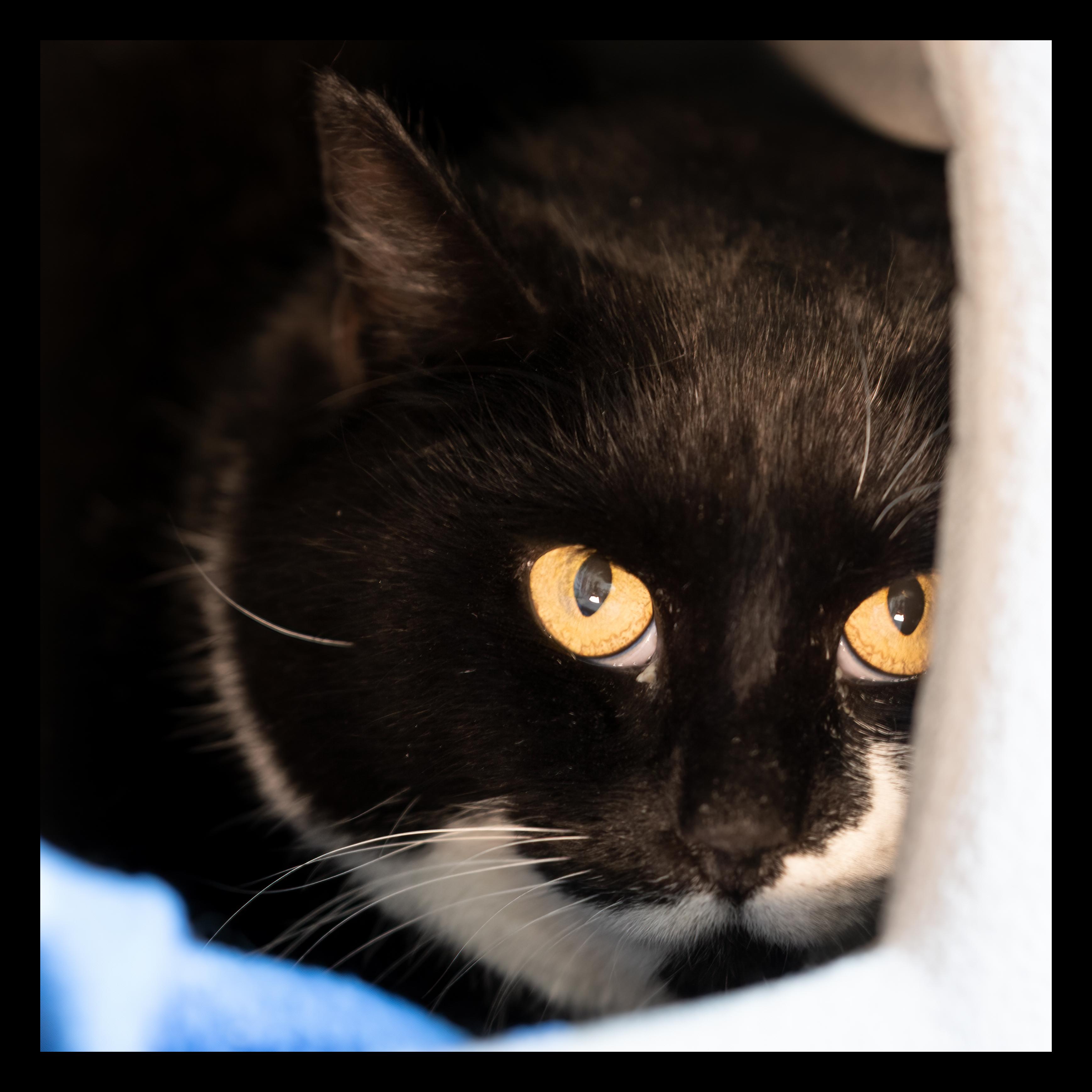 Enlarge Dooley, a Adoptable Tuxedo in HANSON, MA image 1/1