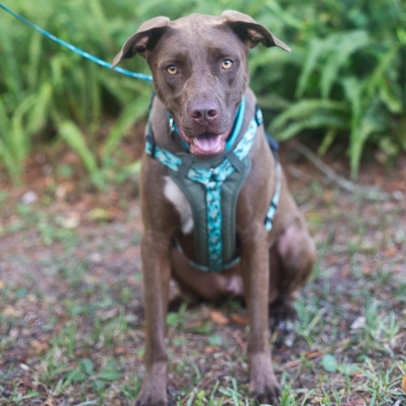 Enlarge Maui, a Adoptable Chocolate Labrador Retriever in Melrose, FL image 1/5