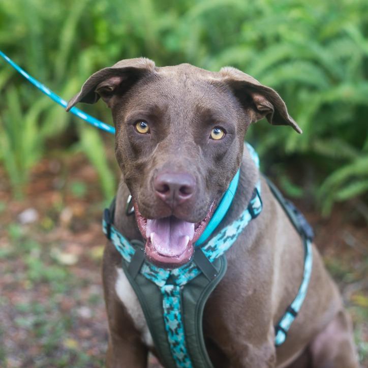 Enlarge Maui, a Adoptable Chocolate Labrador Retriever in Melrose, FL image 2/5