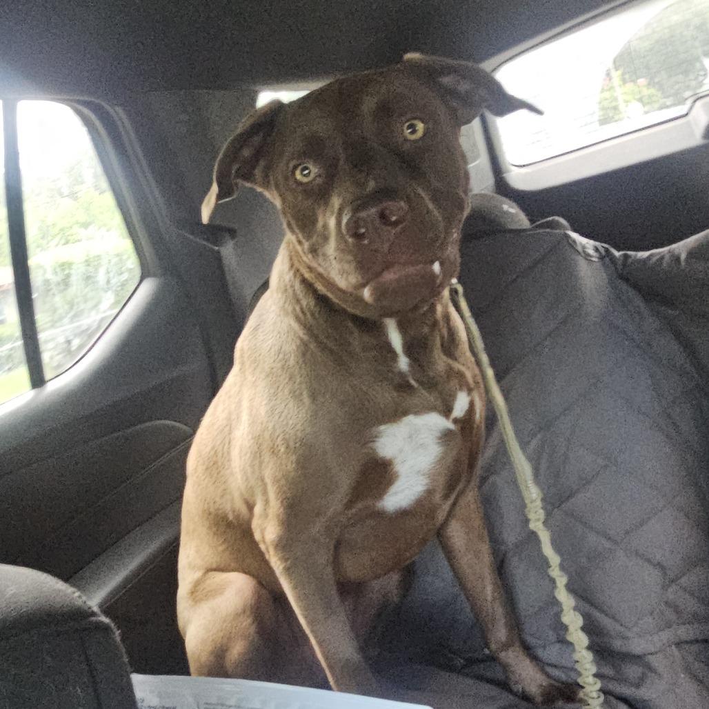 Enlarge Maui, a Adoptable Chocolate Labrador Retriever in Melrose, FL image 3/5