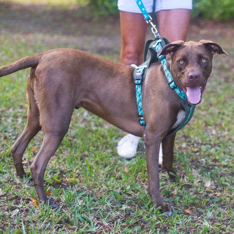 Enlarge Maui, a Adoptable Chocolate Labrador Retriever in Melrose, FL image 4/5