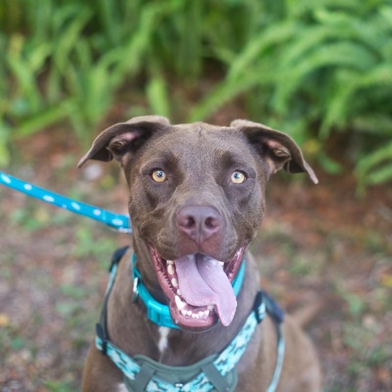 Enlarge Maui, a Adoptable Chocolate Labrador Retriever in Melrose, FL image 5/5