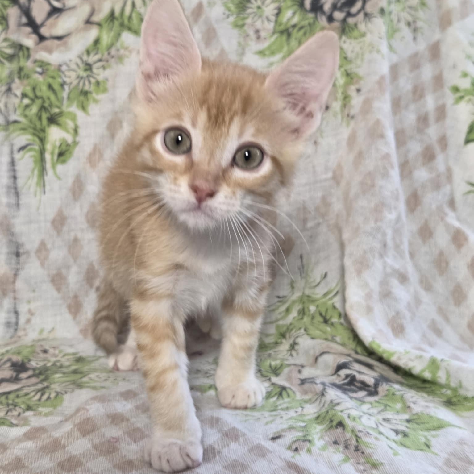 Pre-Adoption: Leprechaun, Baby Male unknown