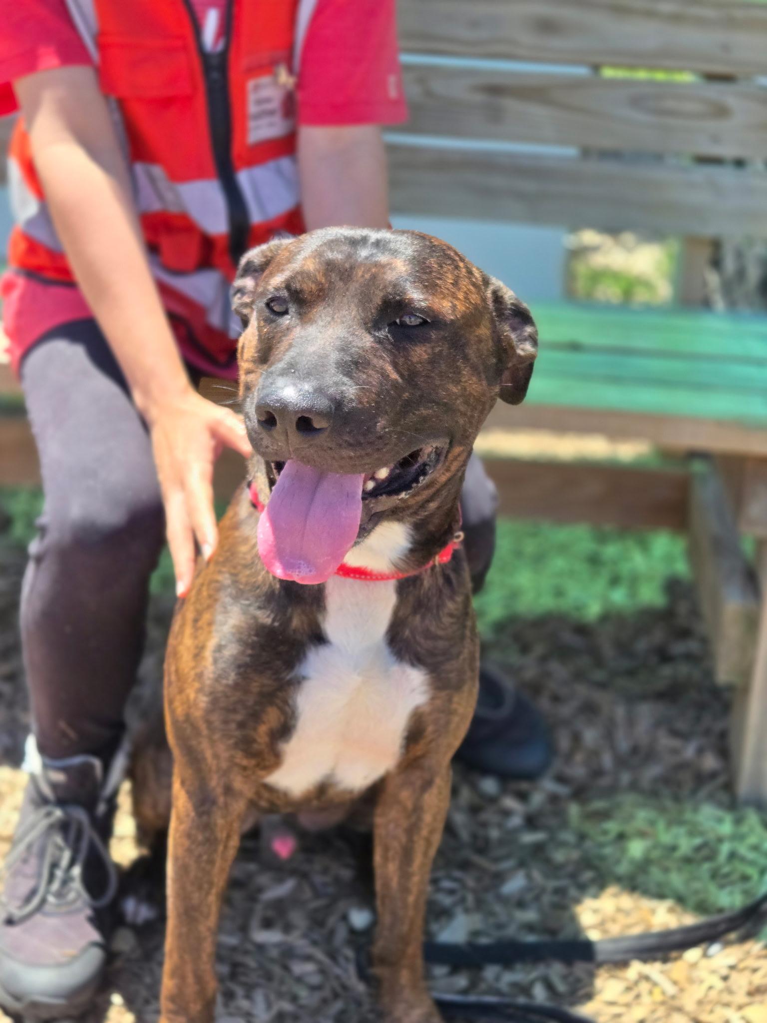 Enlarge Chop, an adoptable mixed breed in Elyria, OH image 5/6