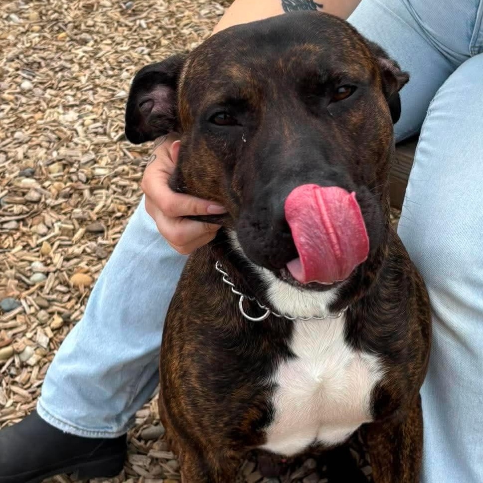 Enlarge Chop, an adoptable mixed breed in Elyria, OH image 3/6