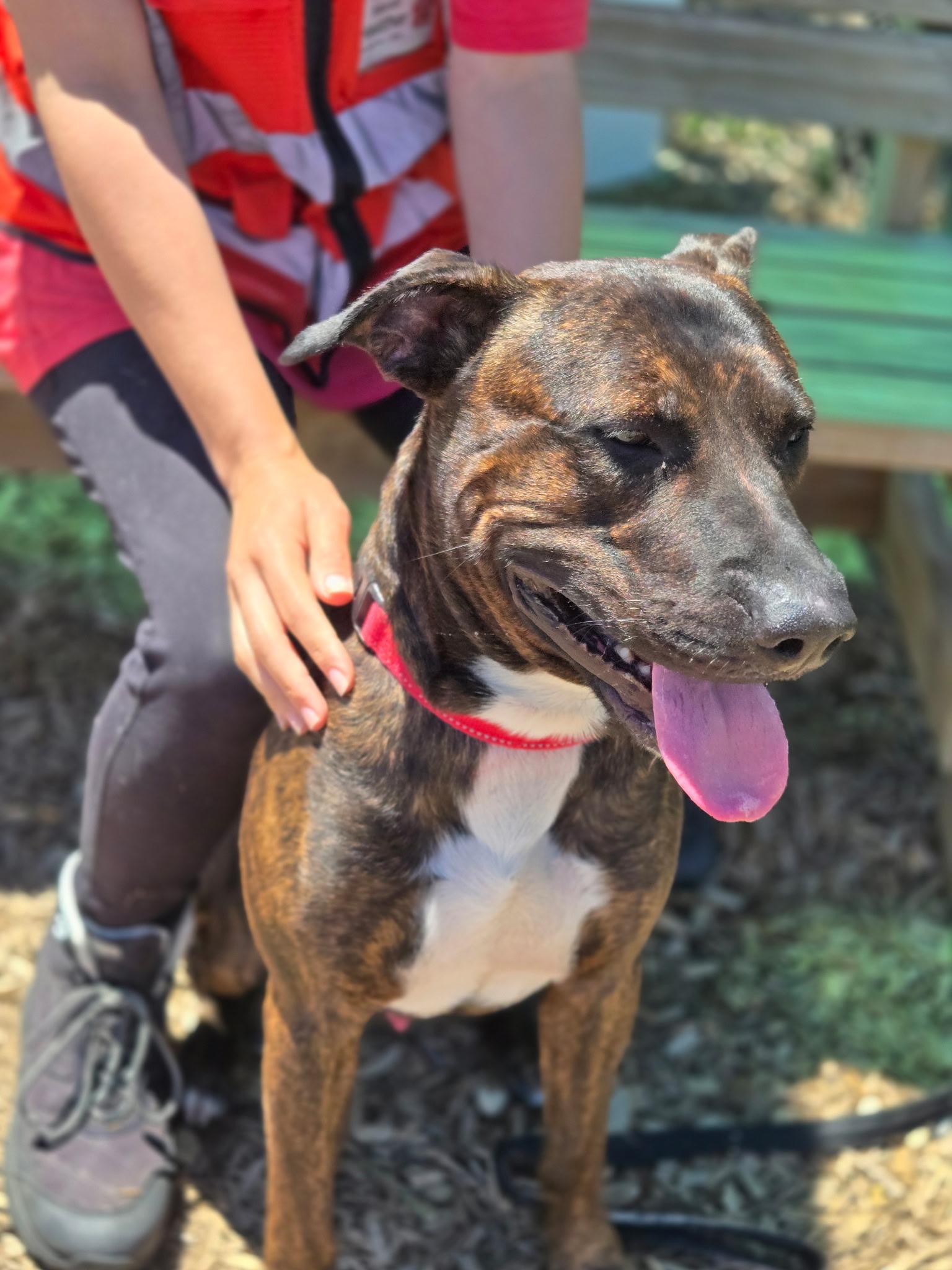 Enlarge Chop, an adoptable mixed breed in Elyria, OH image 6/6